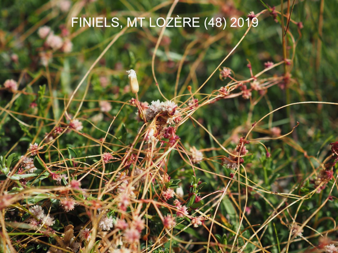 Dodder, Common plant